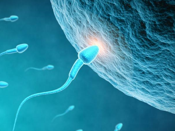 子宫切除怎么生育_子宫切除后能怀孕,卵巢早衰怎么治疗，卵巢早衰可以做供卵
